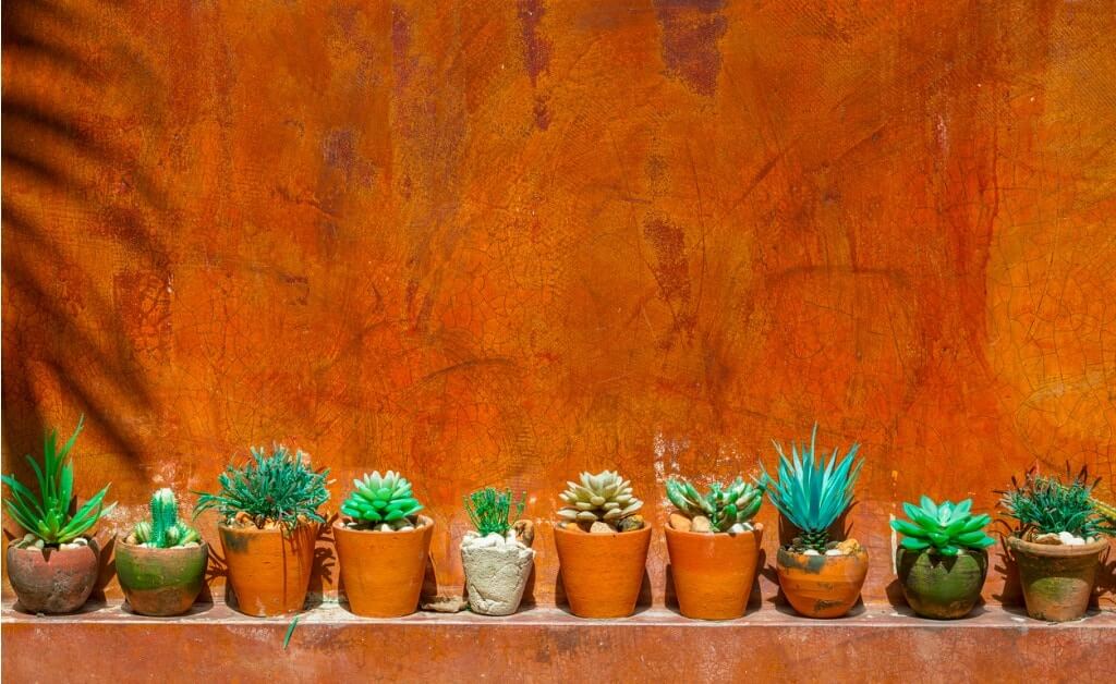 cactus-with-red-wall-picture-id624684322