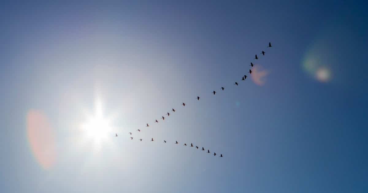 flying-cranes-and-sun-rays-picture-id642550164