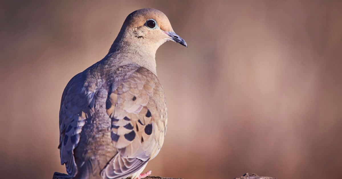 mourning-dove-eating-on-a-log-picture-id930546422